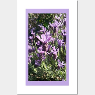 Lavender Flower Posters and Art